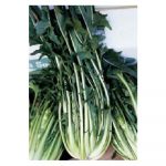 Semi di Cicoria Catalogna Puntarelle a foglia liscia SEMIORTO 500g sementi