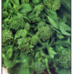 Broccoletto di Rapa - Cima Grossa - Pagano Cinquantino